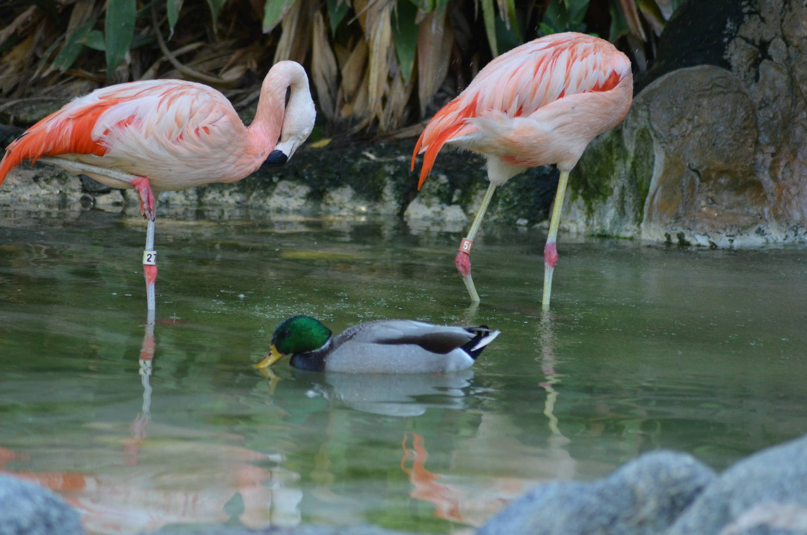 Flamingo Lagoon