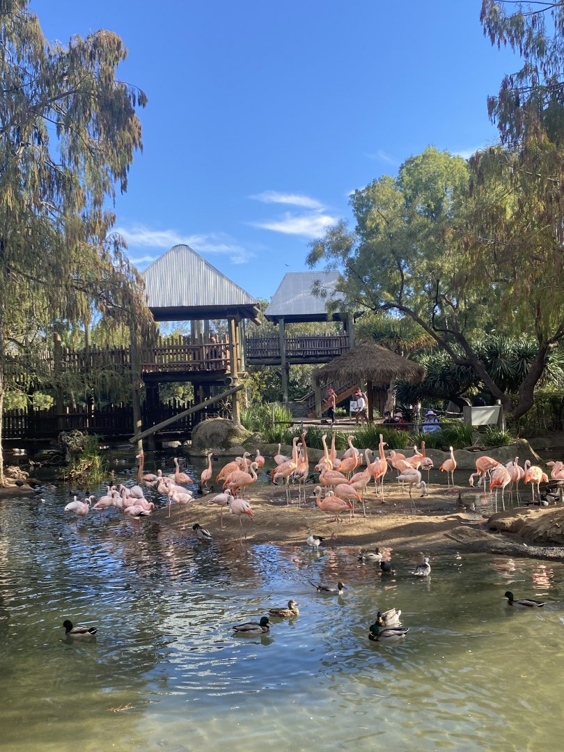 Flamingo Lagoon