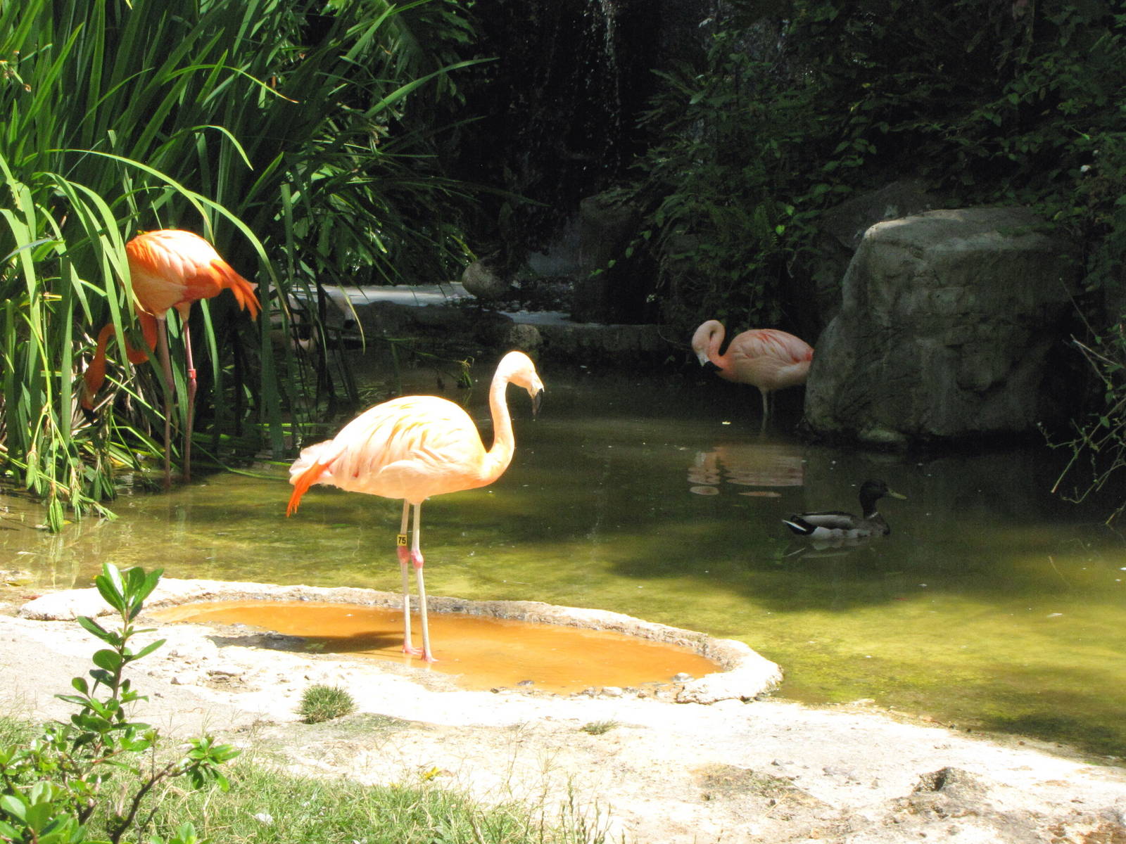 Flamingo Lagoon