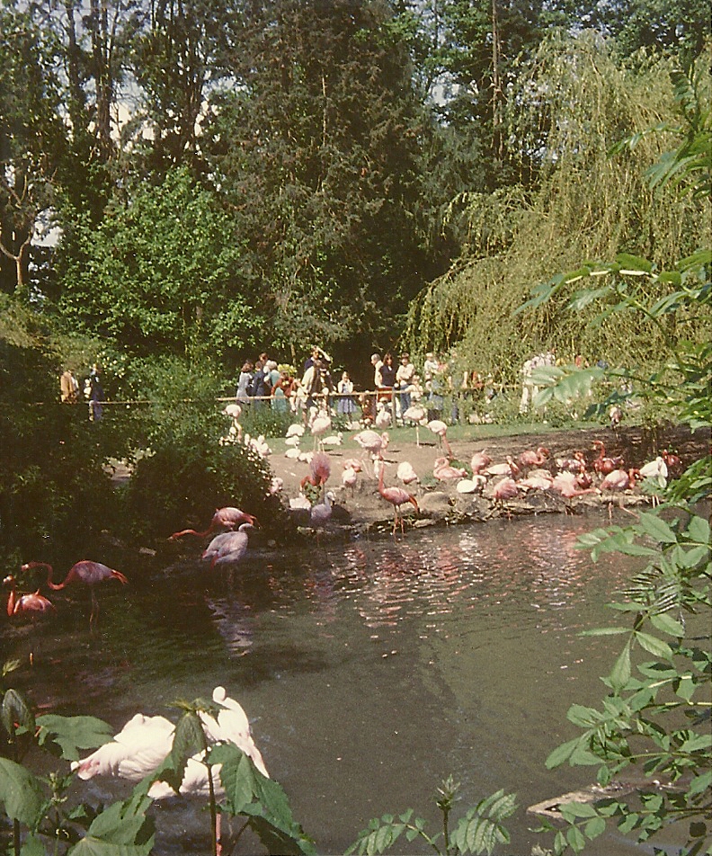 Flamingo Lake 1979