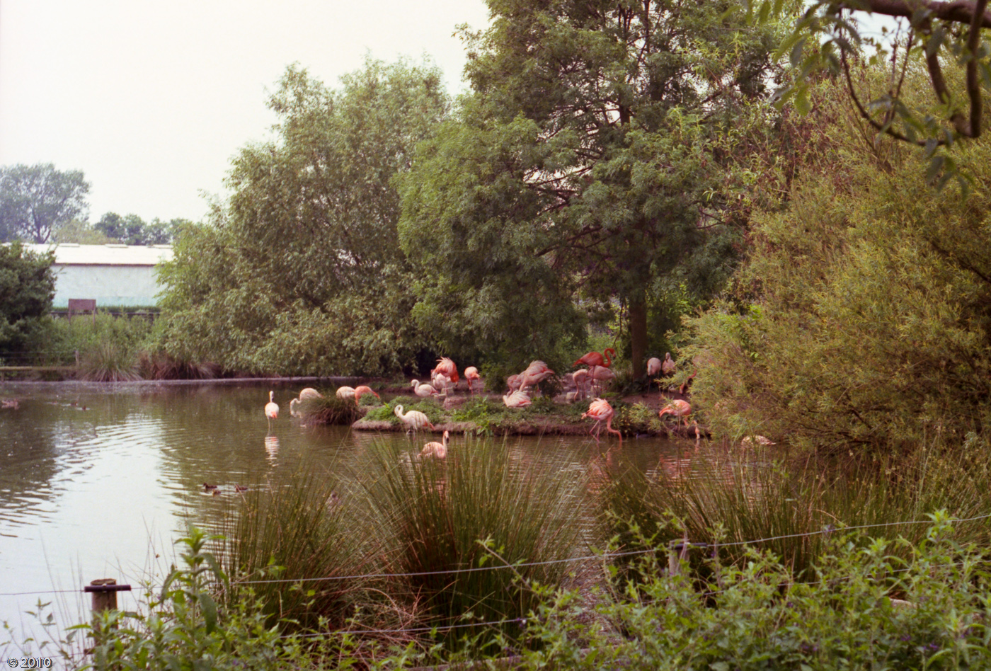 Flamingo Lake at Chester Zoo - 1985