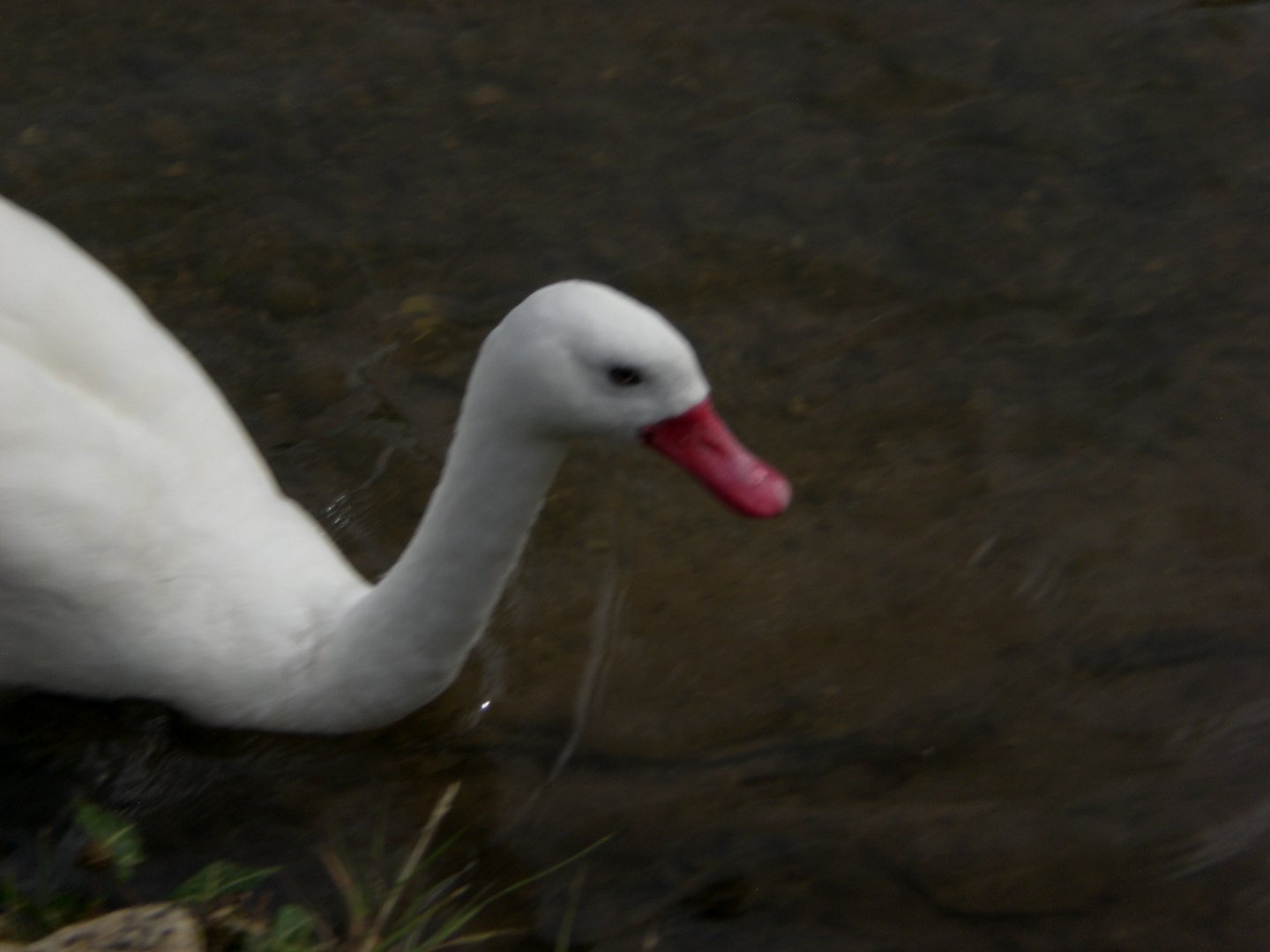 Flamingo lake- Coroscoba Swan 280822