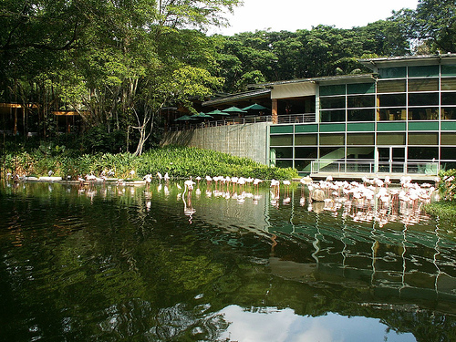 Flamingo Lake, Jurong BirdPark