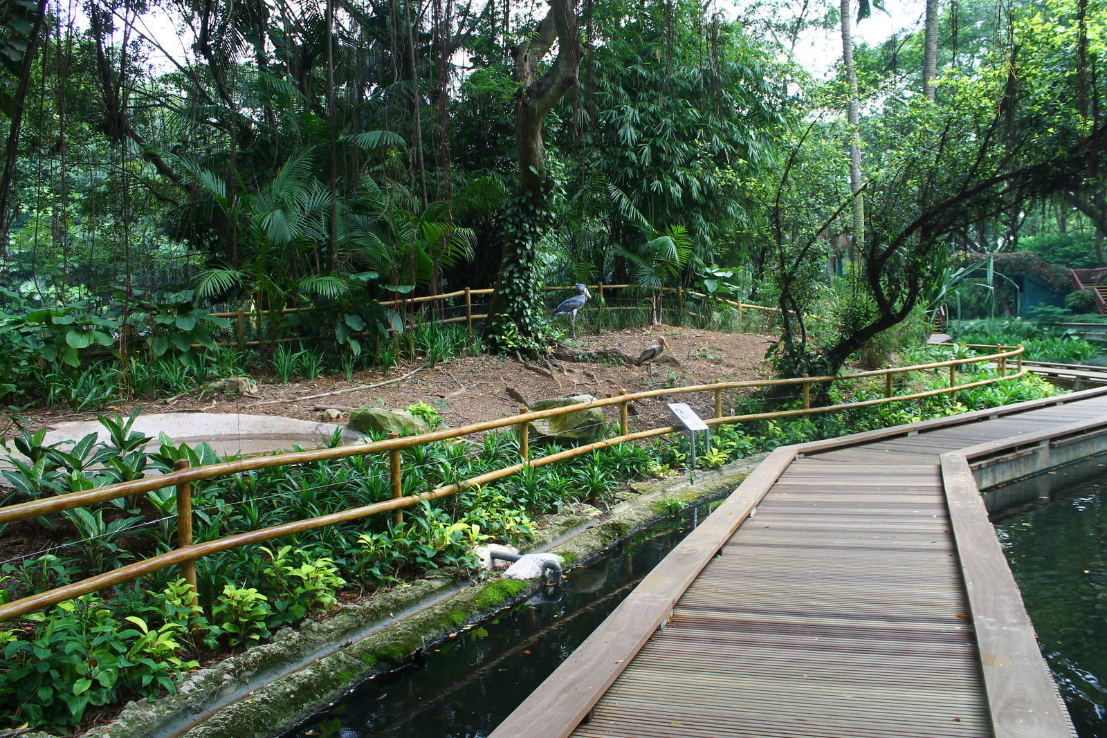Flamingo Lake - Shoebill exhibit