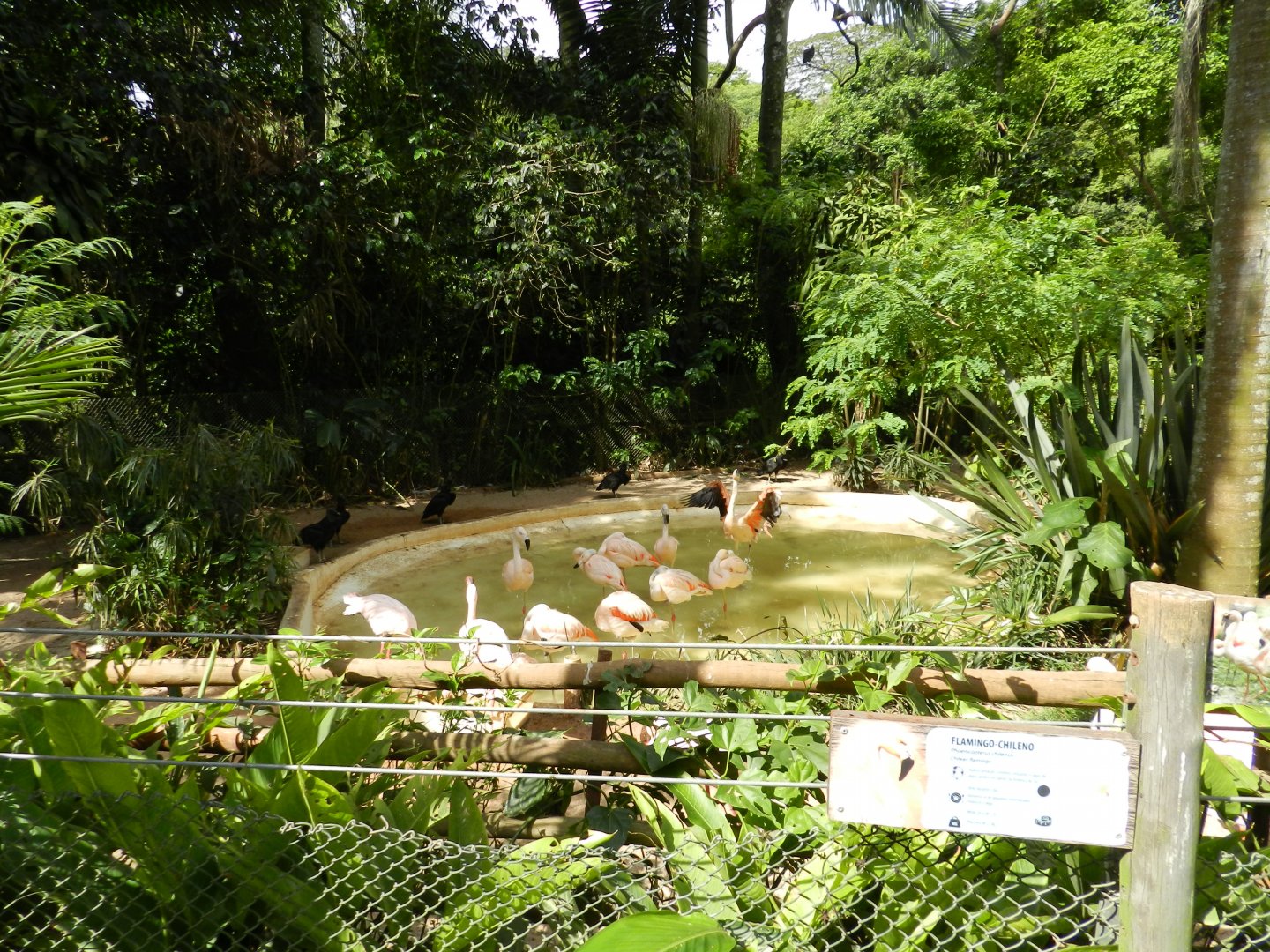 Flamingo lake - Zoo São Paulo