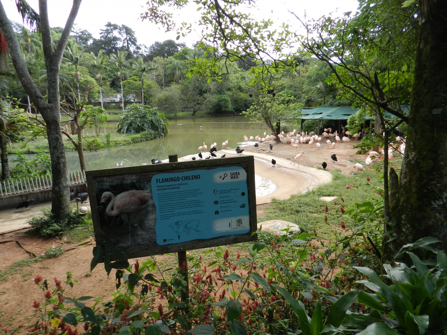 Flamingo lake - Zoo São Paulo
