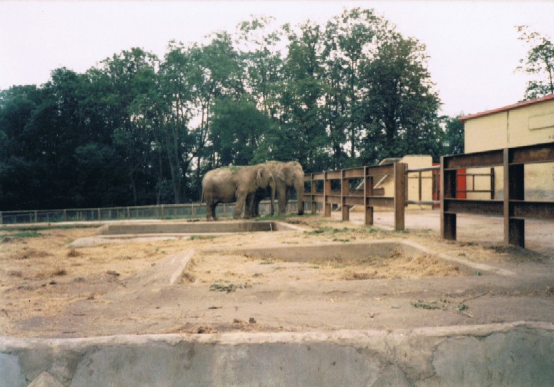 Flamingo Land Zoo, Elephants, 1990