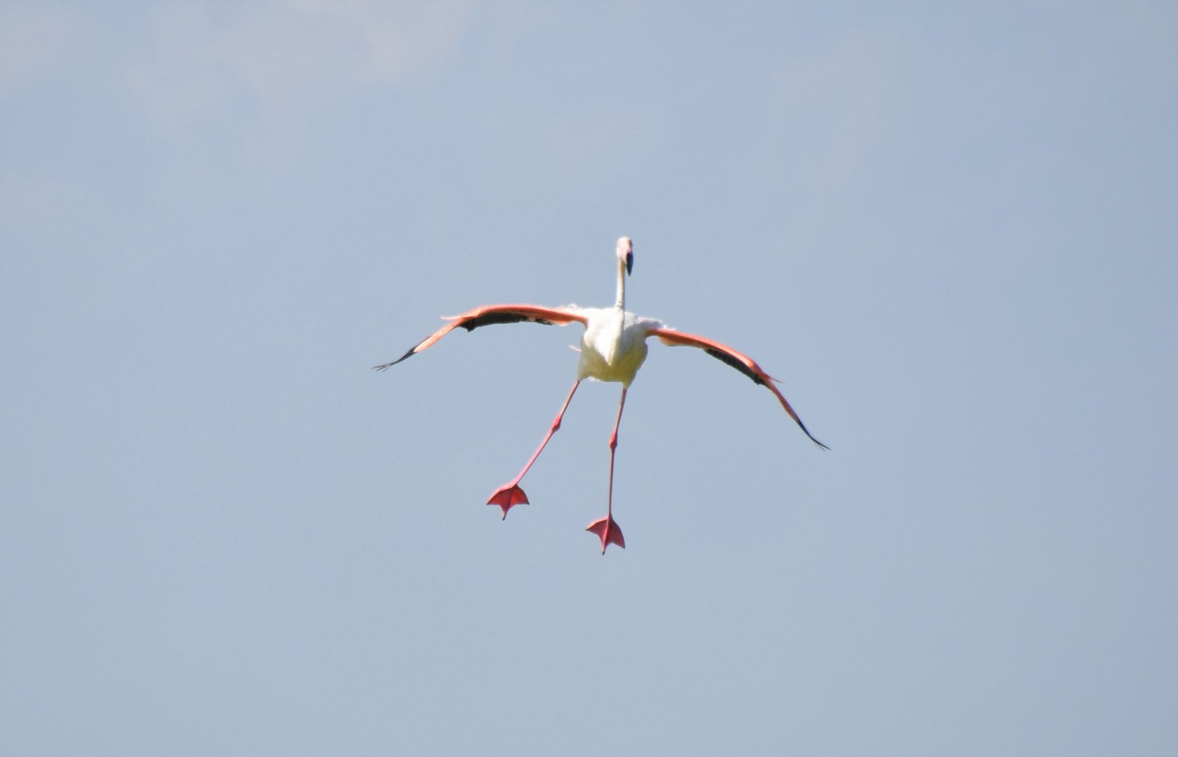 Flamingo landing