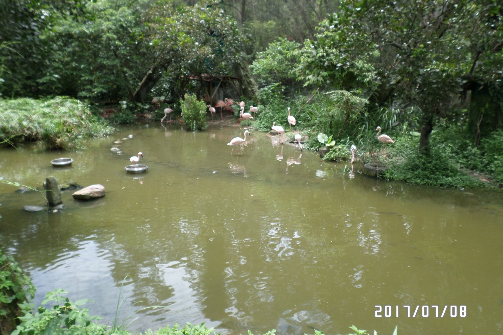 Flamingo(Lesser and Chilean?)