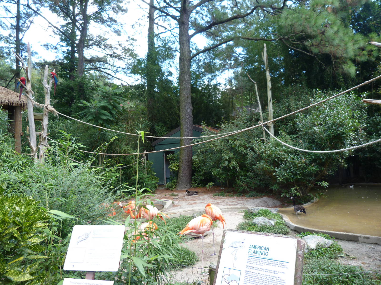 Flamingo/Macaw Exhibit - 9/7/13