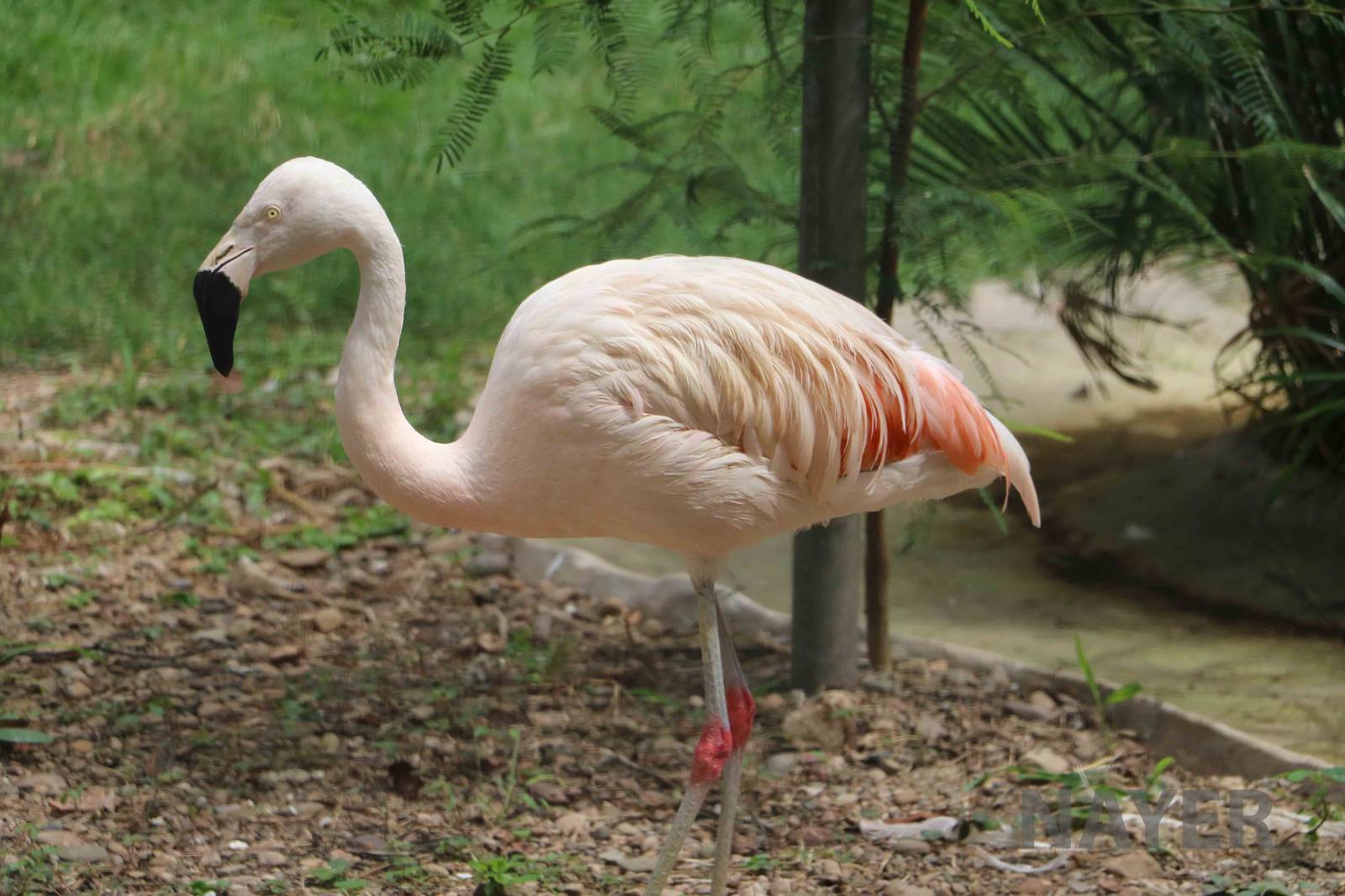 Flamingo, March 2016