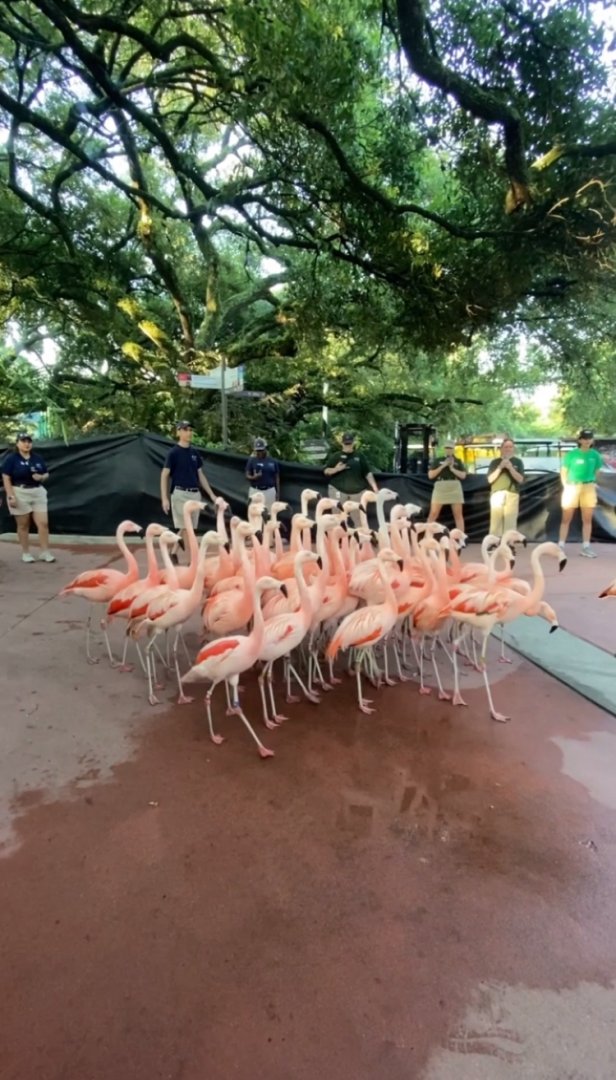 Flamingo Migration