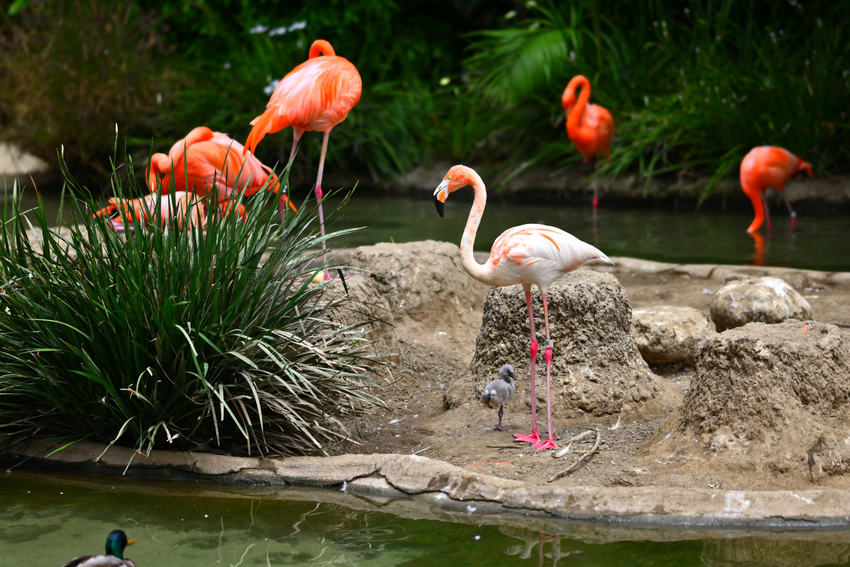 Flamingo mom and chick