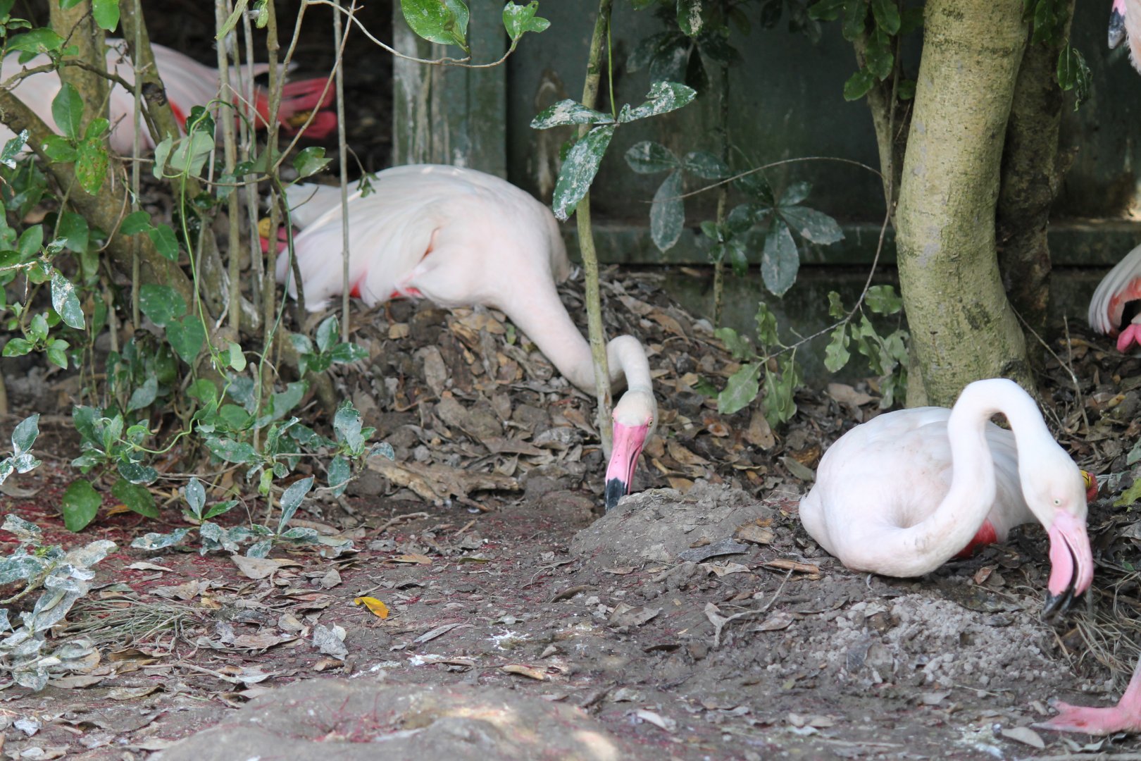 Flamingo Nest (2012)