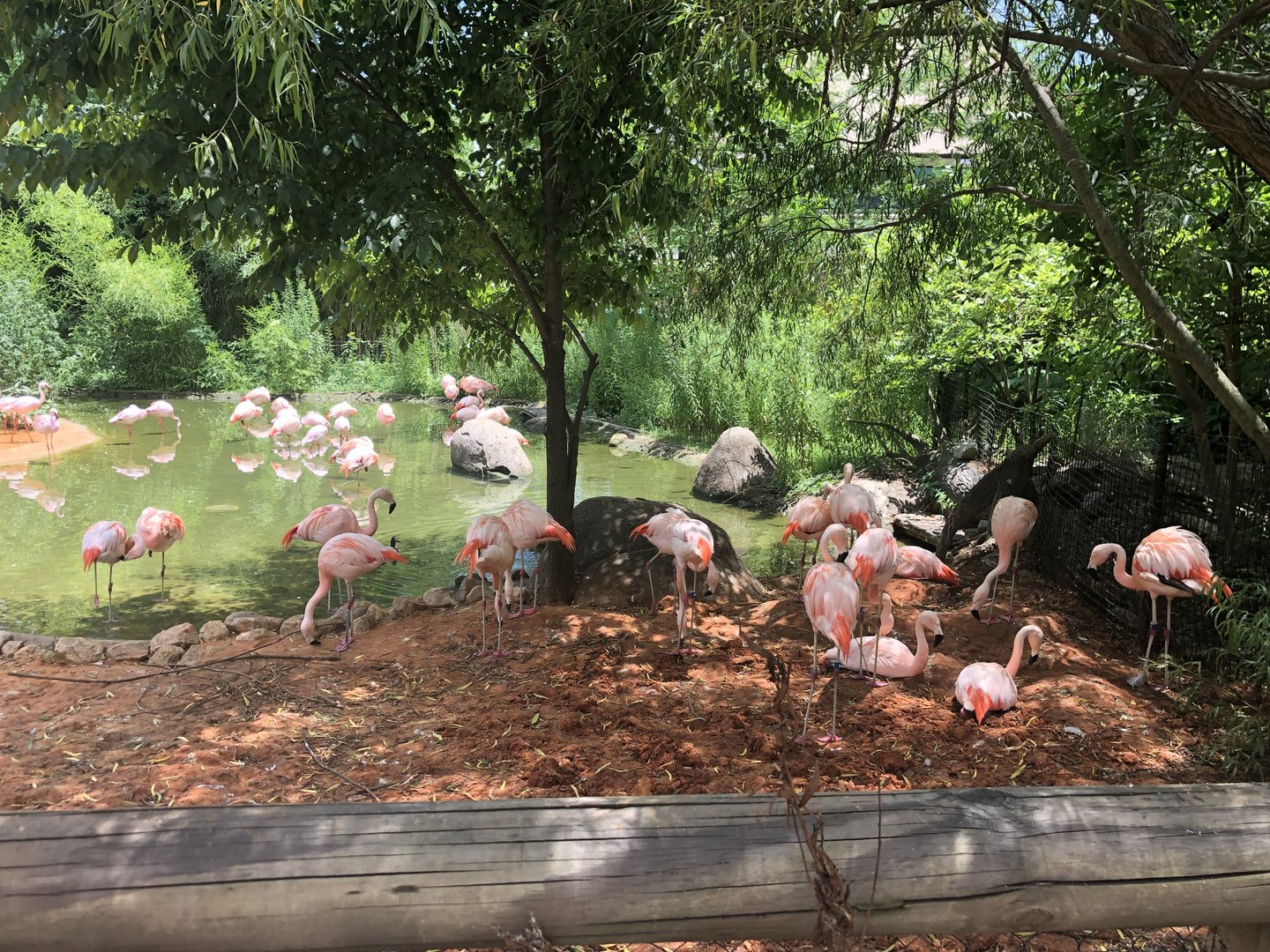 Flamingo Nesting Area