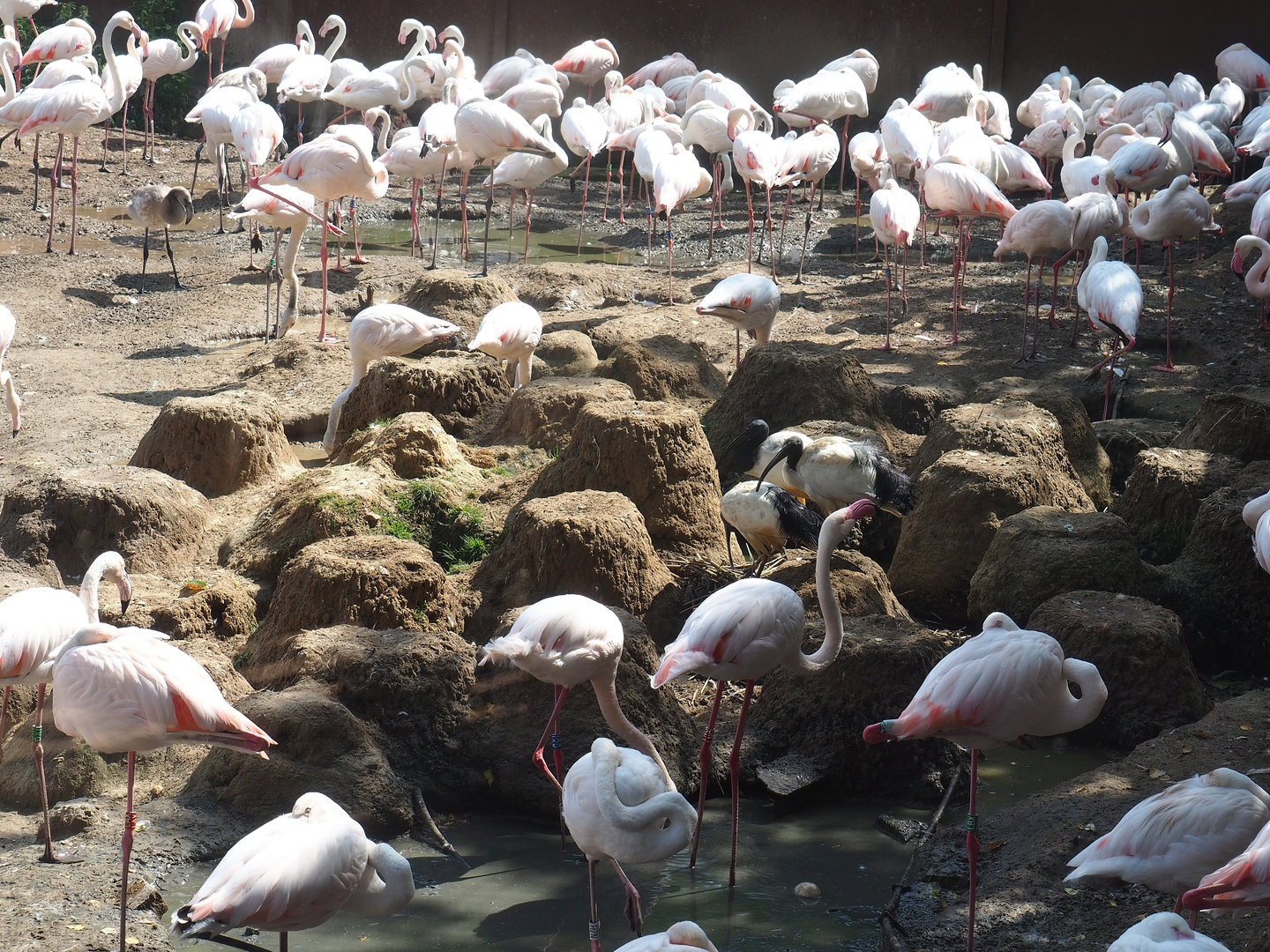 Flamingo nesting mounds, 2022-08-20