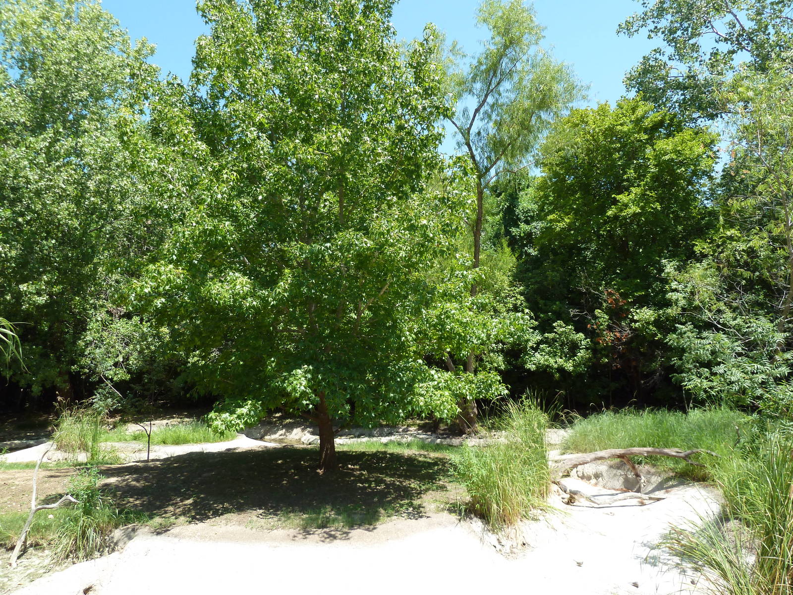 Flamingo/Open-Billed Stork/Spoonbill/Sacred Ibis Exhibit