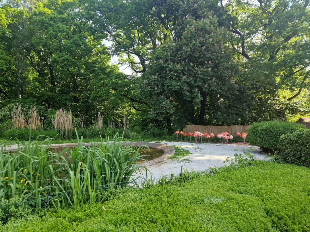 Flamingo opening exhibit