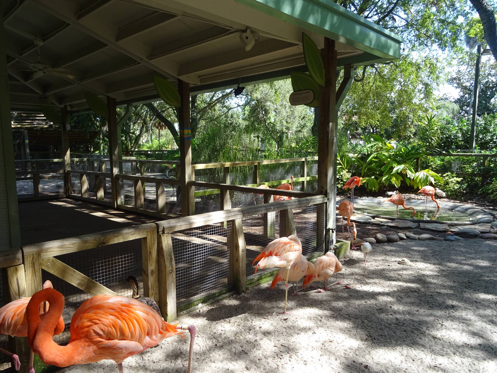 Flamingo Paddock at Busch Gardens Tampa
