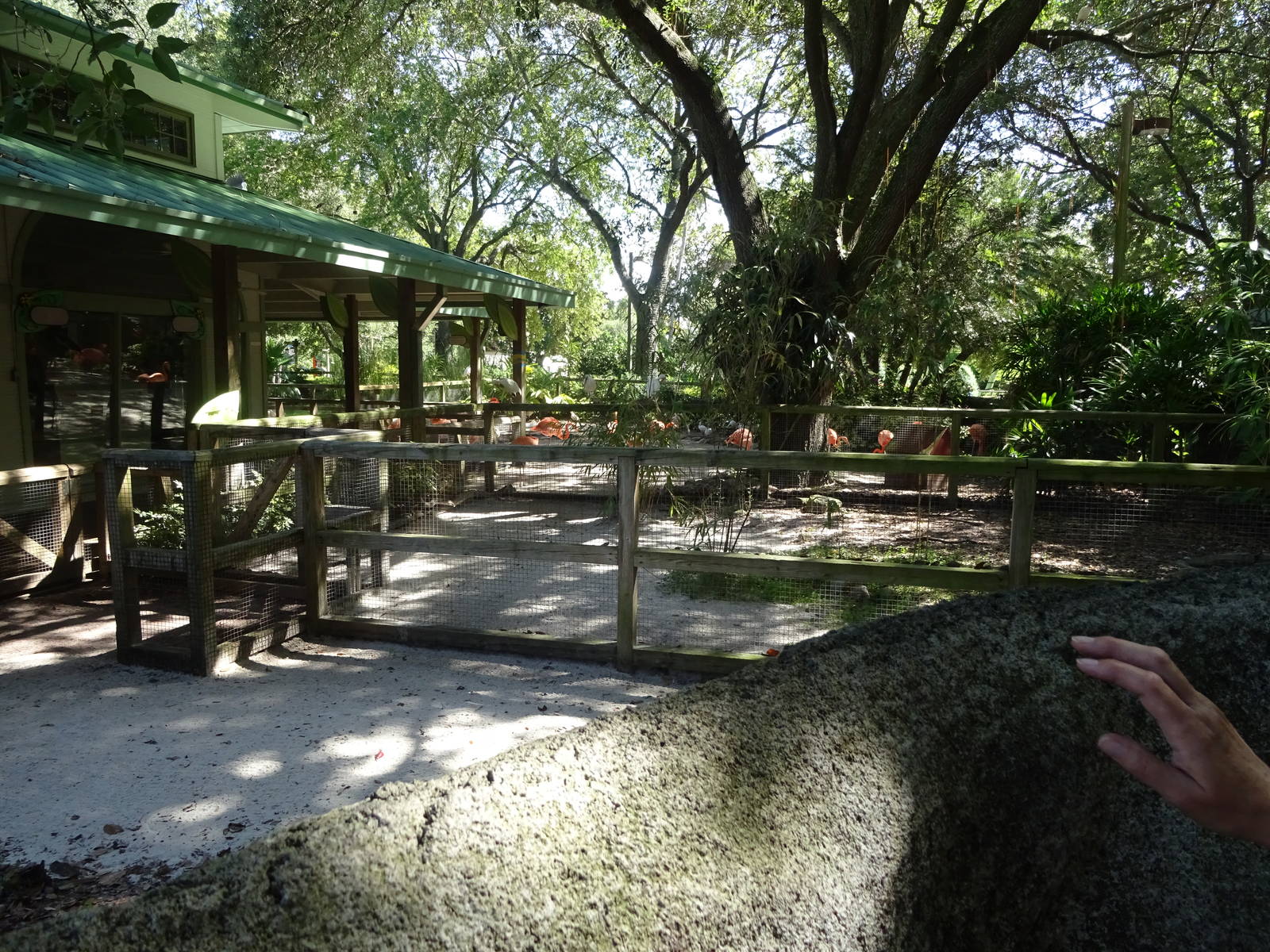 Flamingo Paddocks at Busch Gardens Tampa
