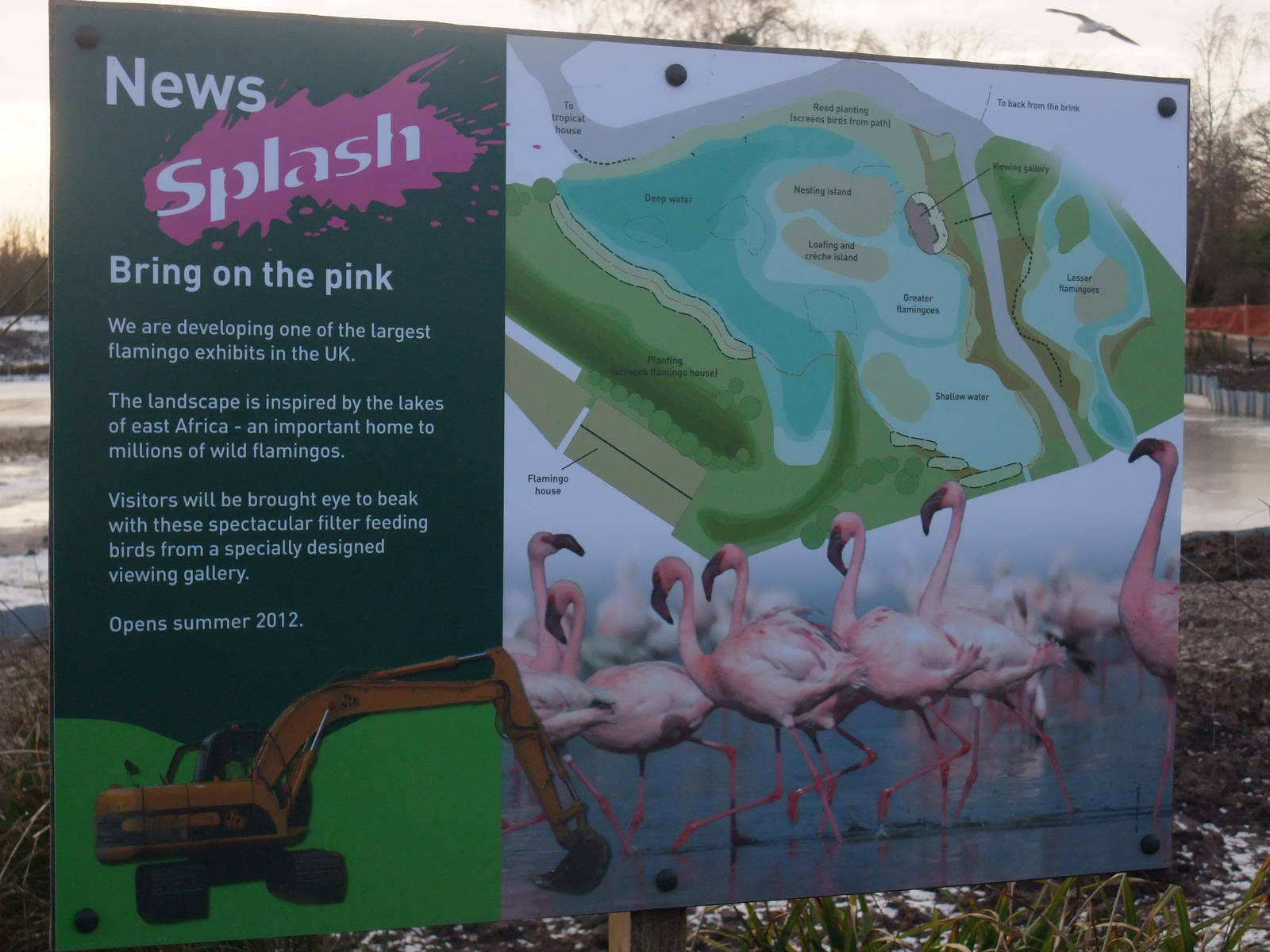 Flamingo Plans at Slimbridge, 05/02/12