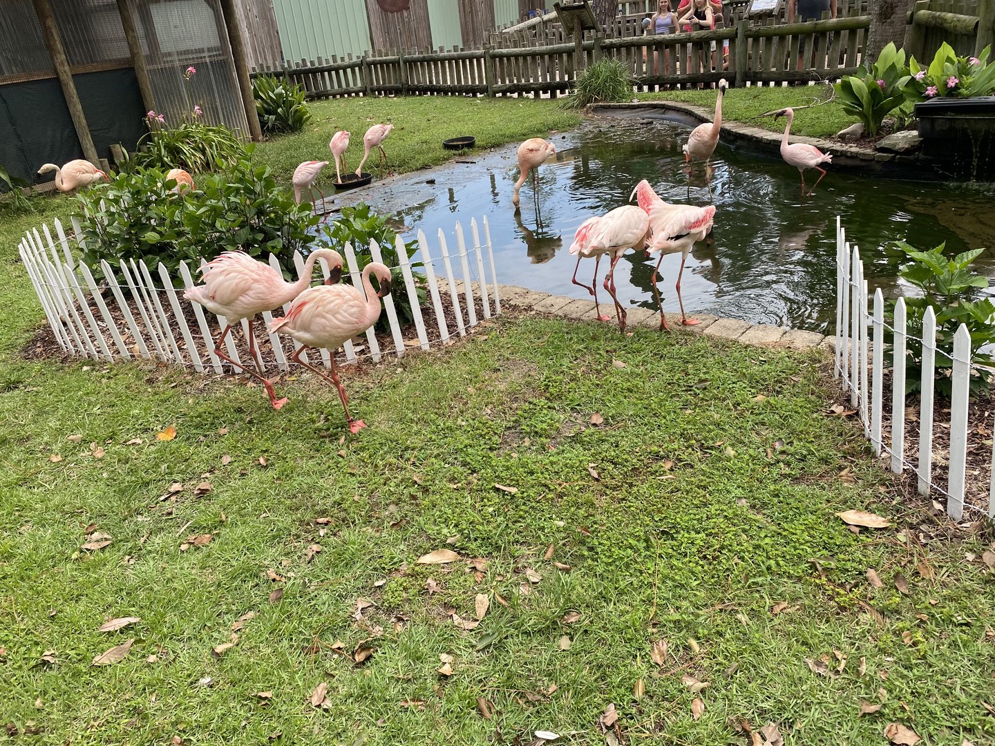 Flamingo Pond - 6/22/2023