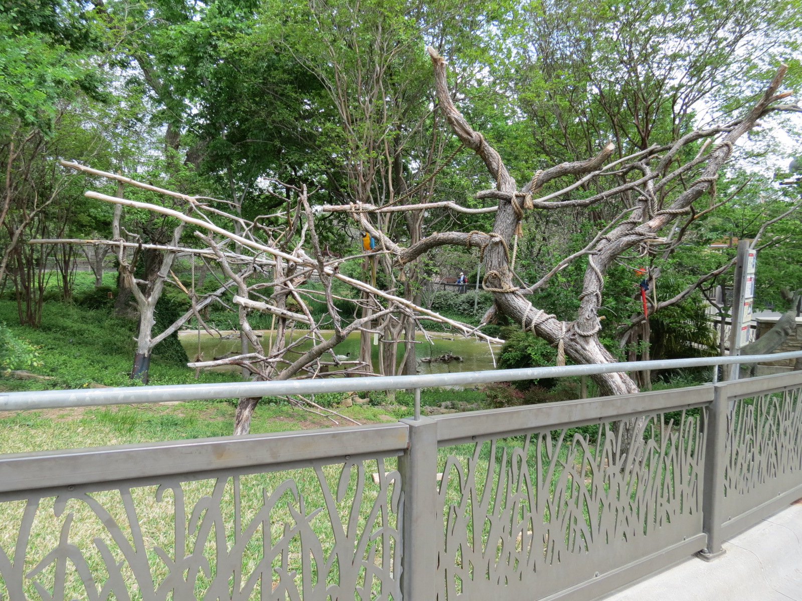 Flamingo Pond - Blue-and-yellow Macaw Exhibit
