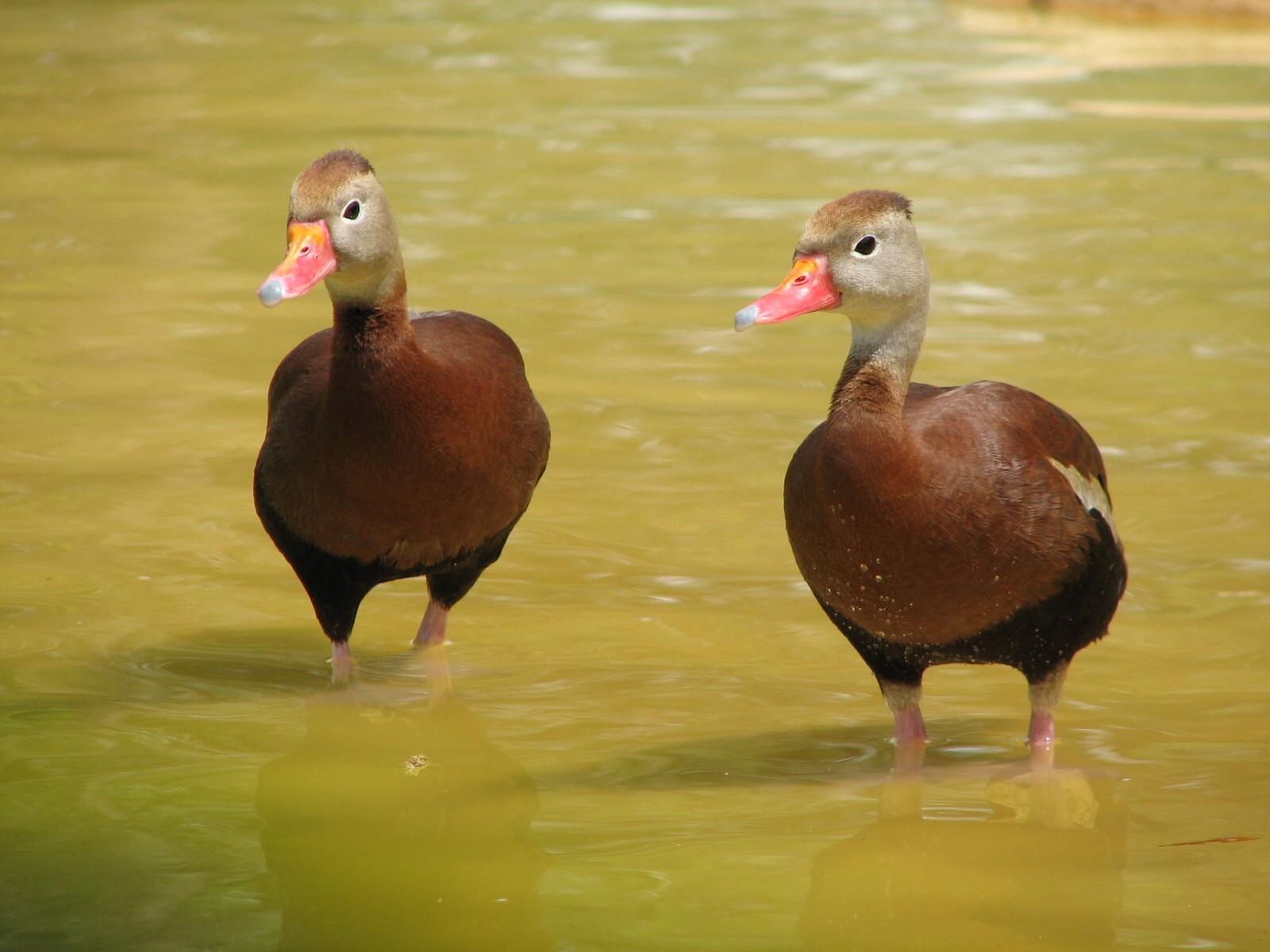 Flamingo Pond - Ducks