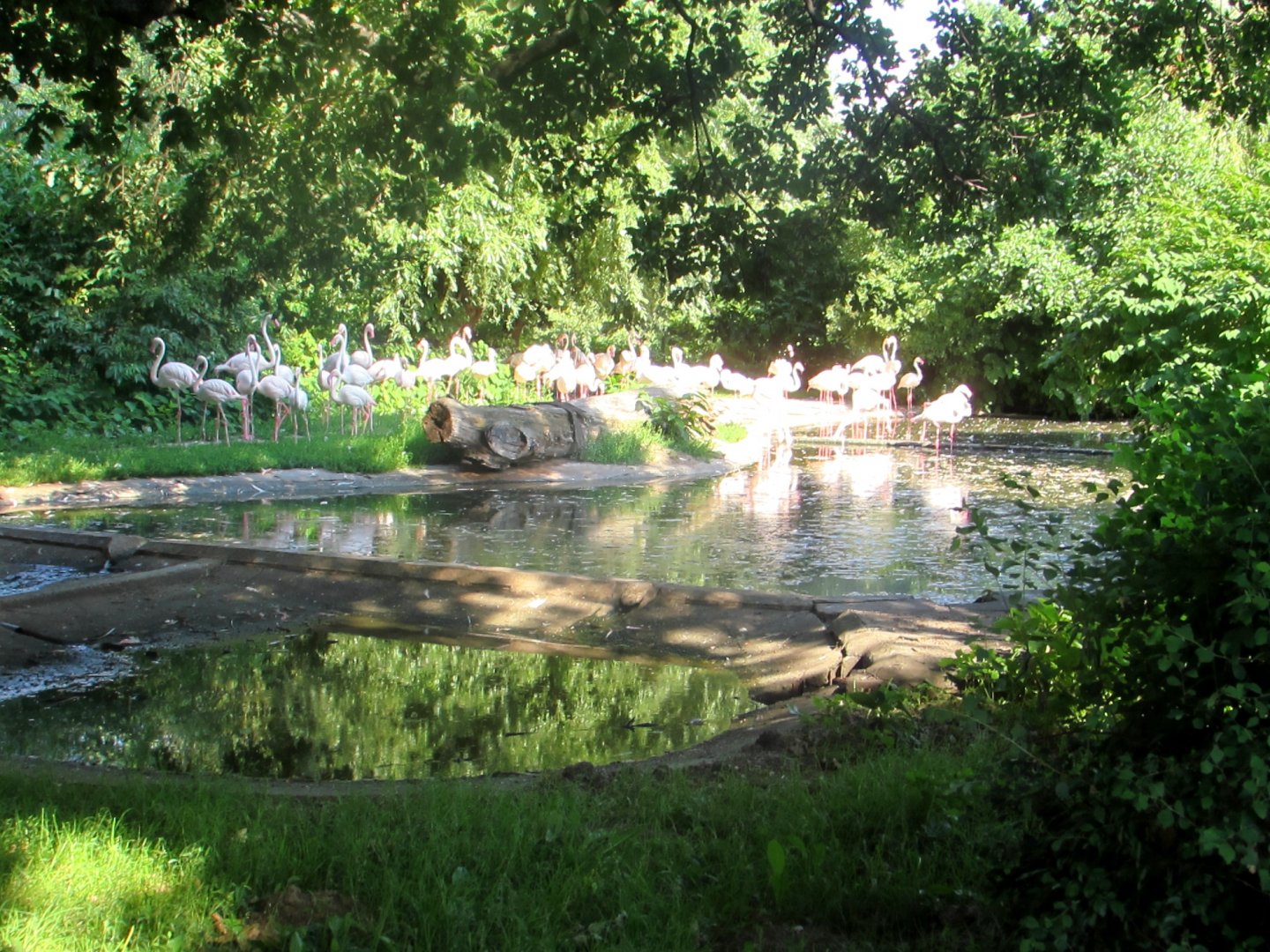 Flamingo Pond - July/2017