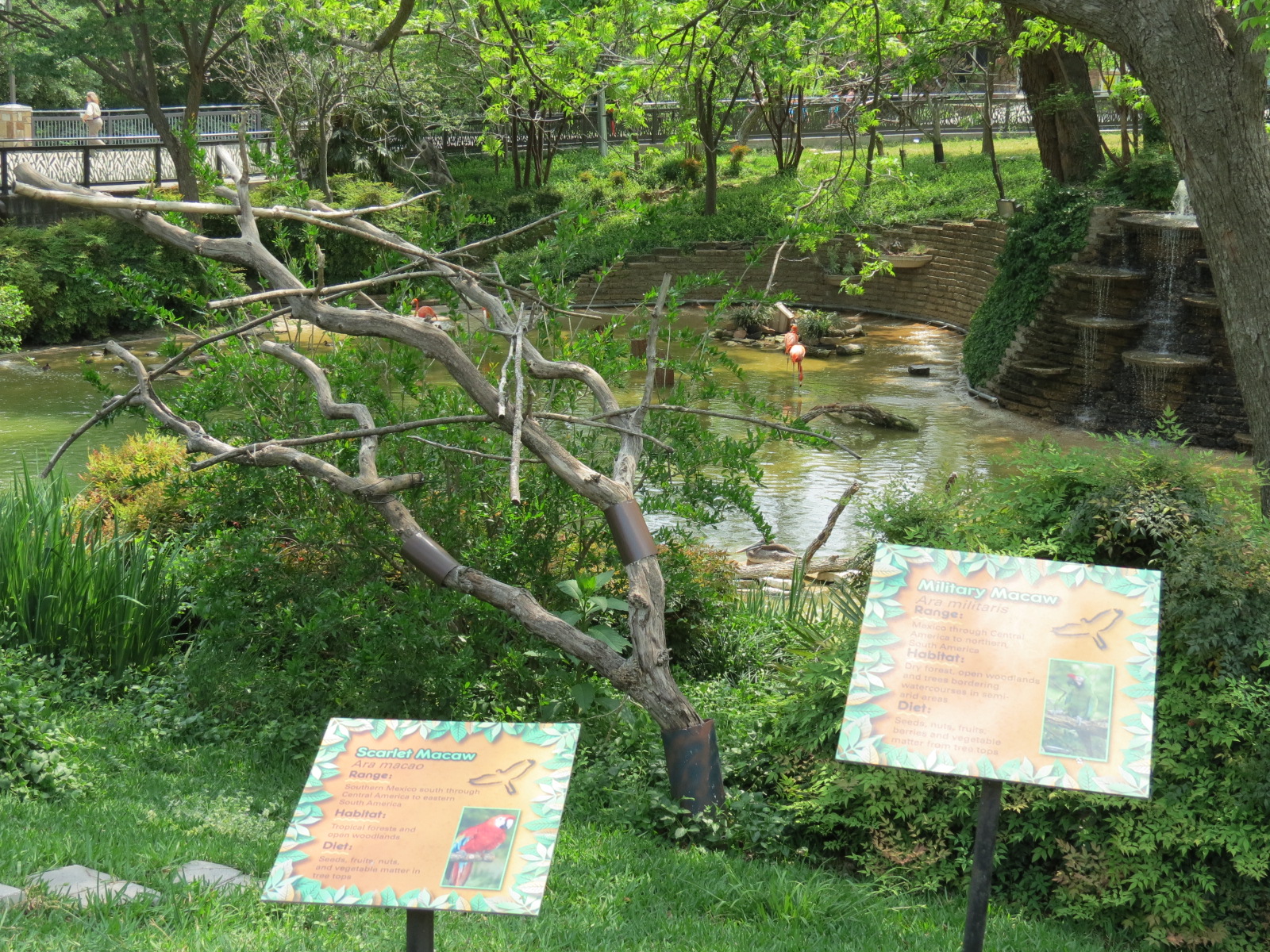 Flamingo Pond - Scarlet Macaw and Military Macaw Exhibit
