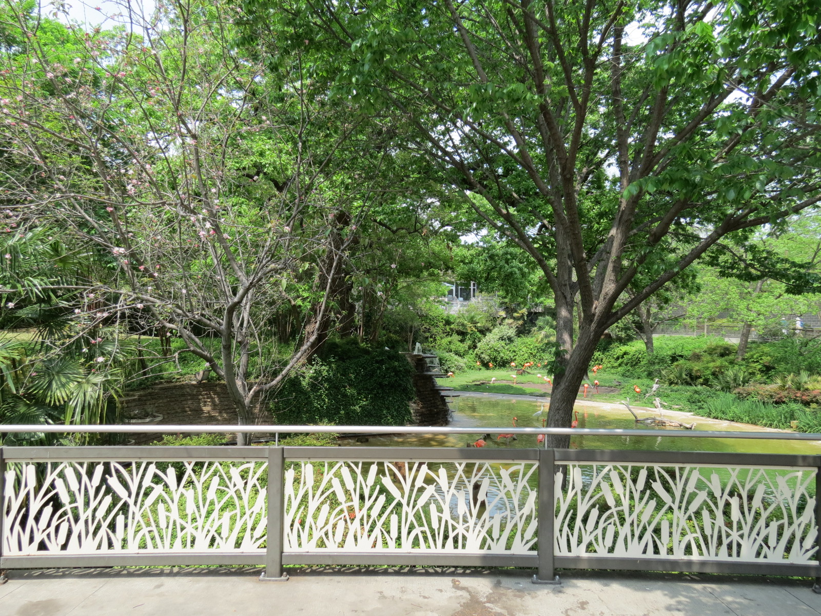 Flamingo Pond - Viewing Area
