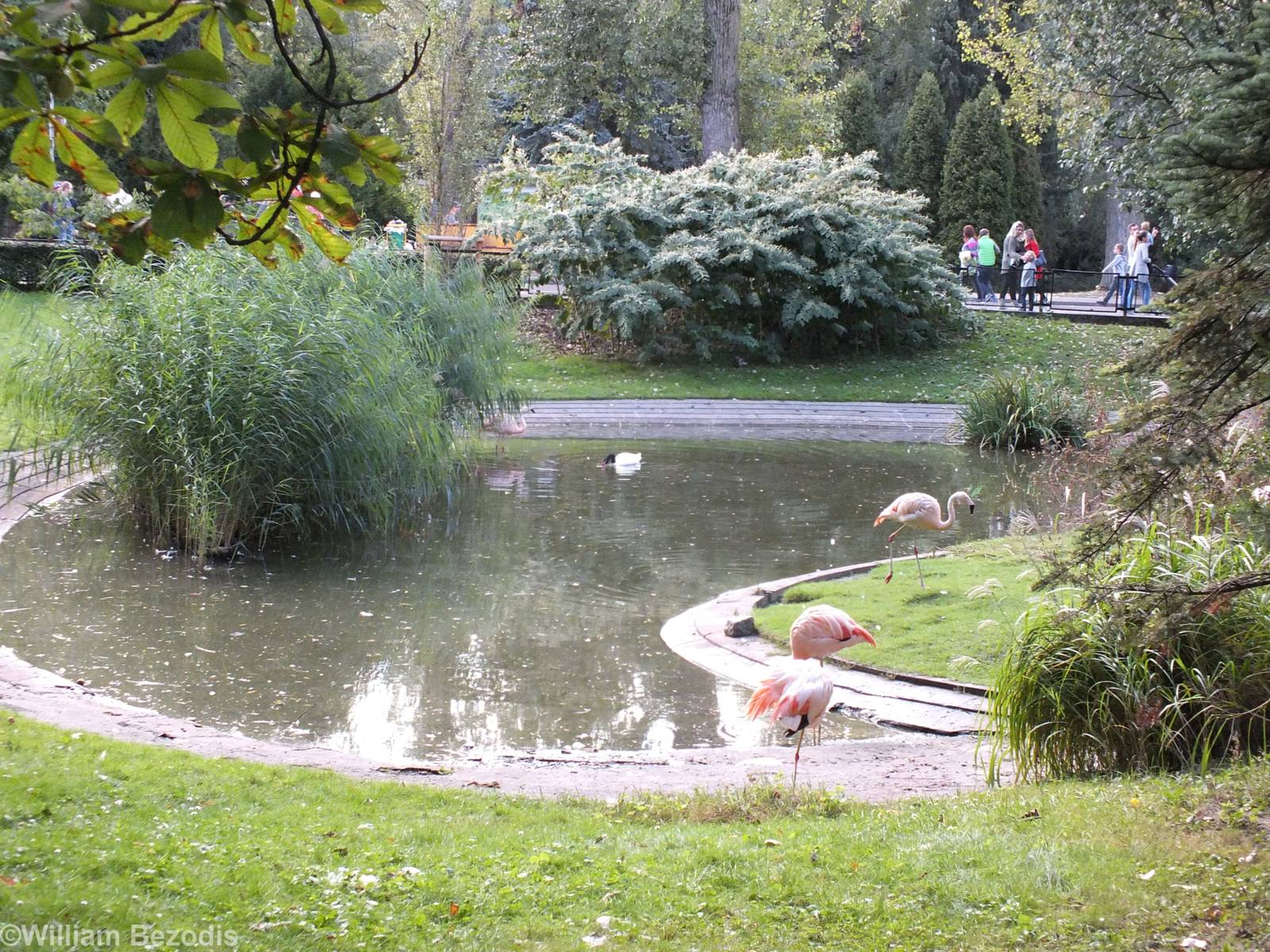 Flamingo Pond with New Black-necked Swan