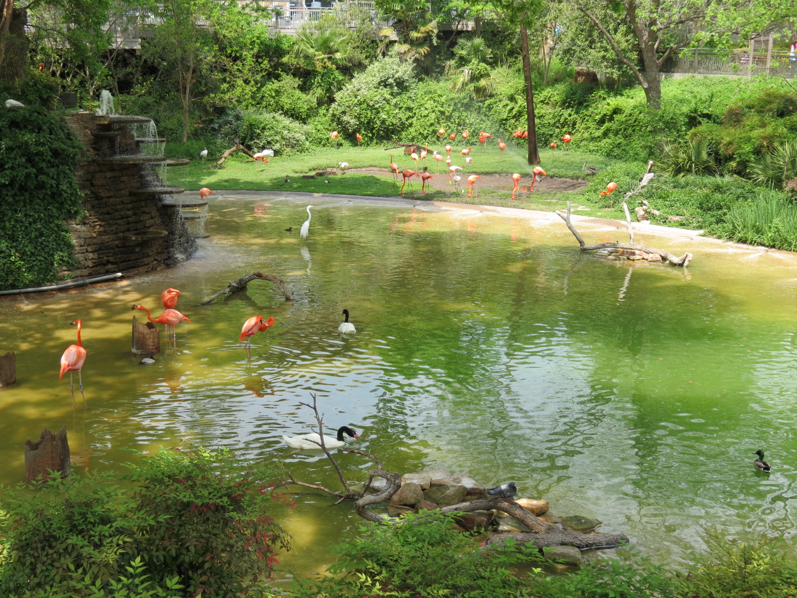 Flamingo Pond