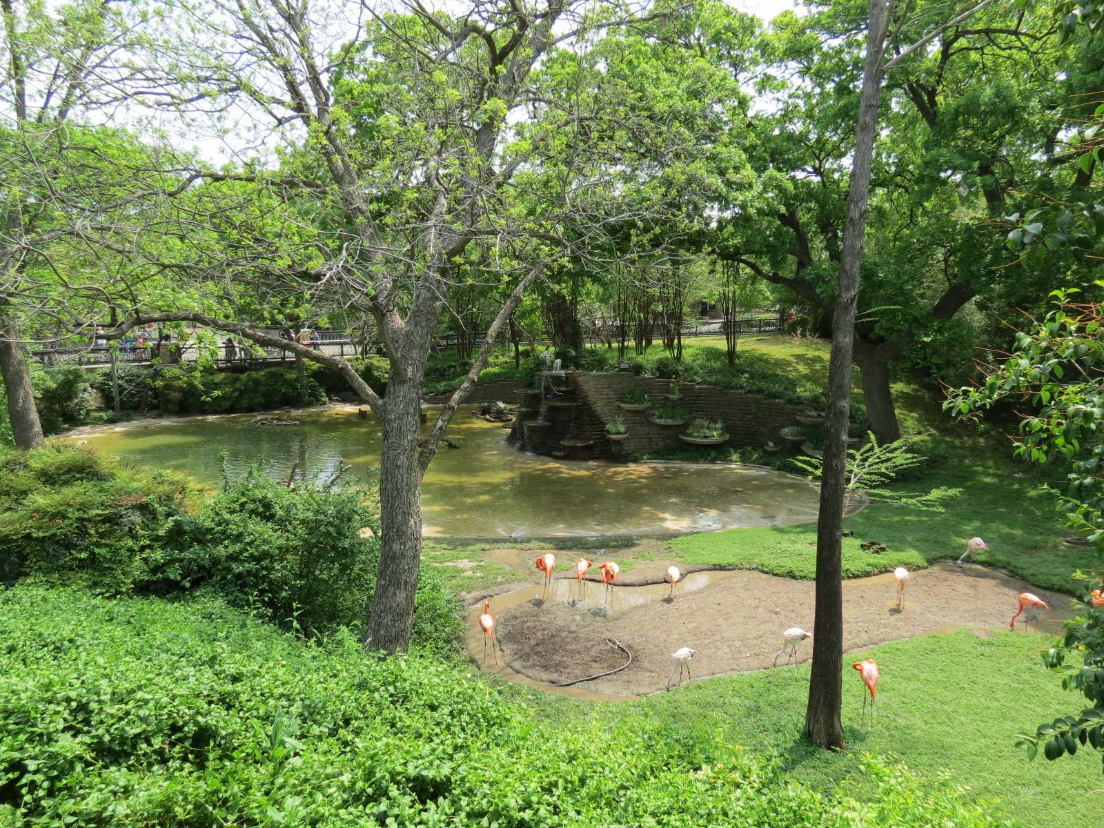 Flamingo Pond