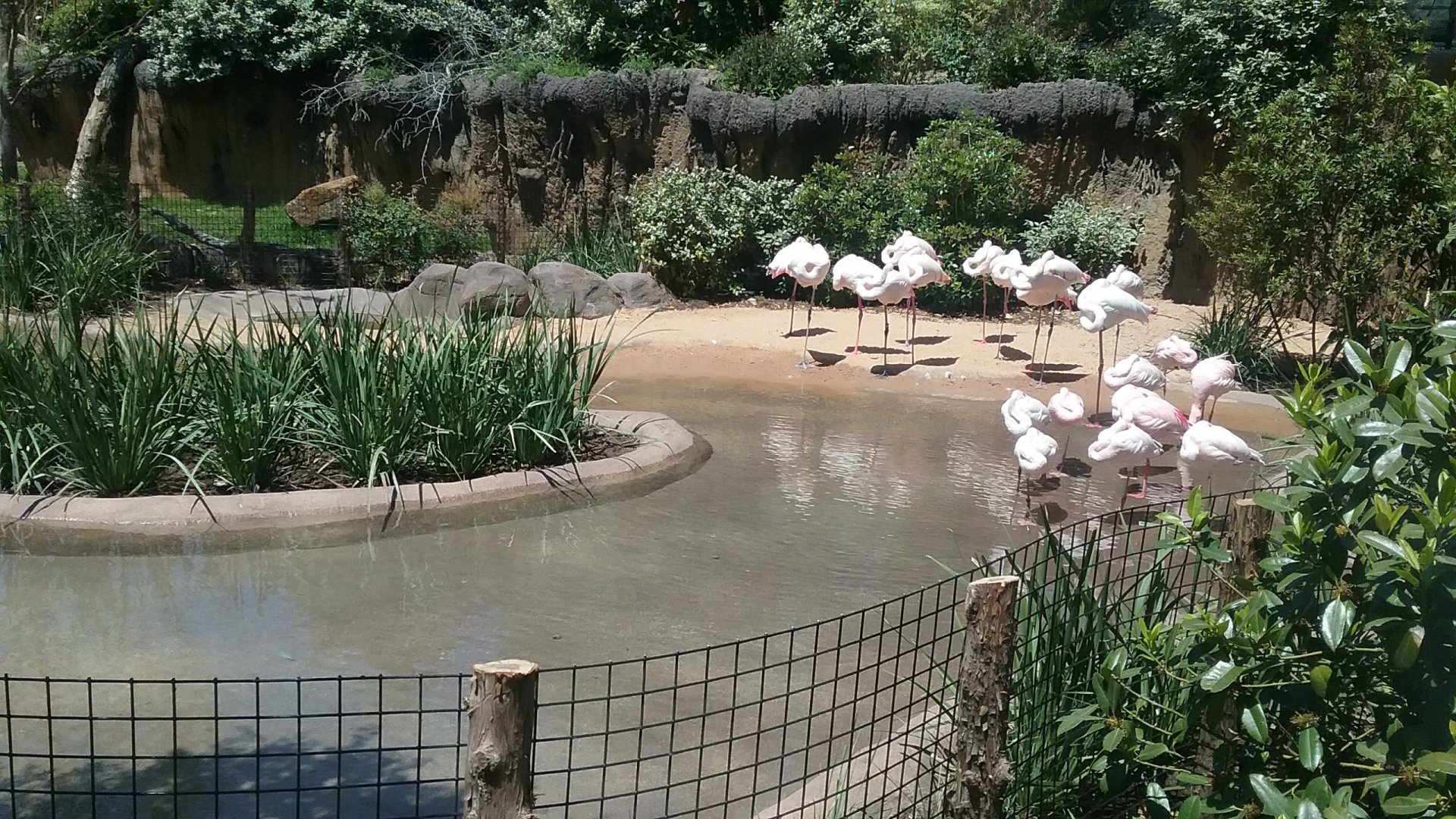 Flamingo pond