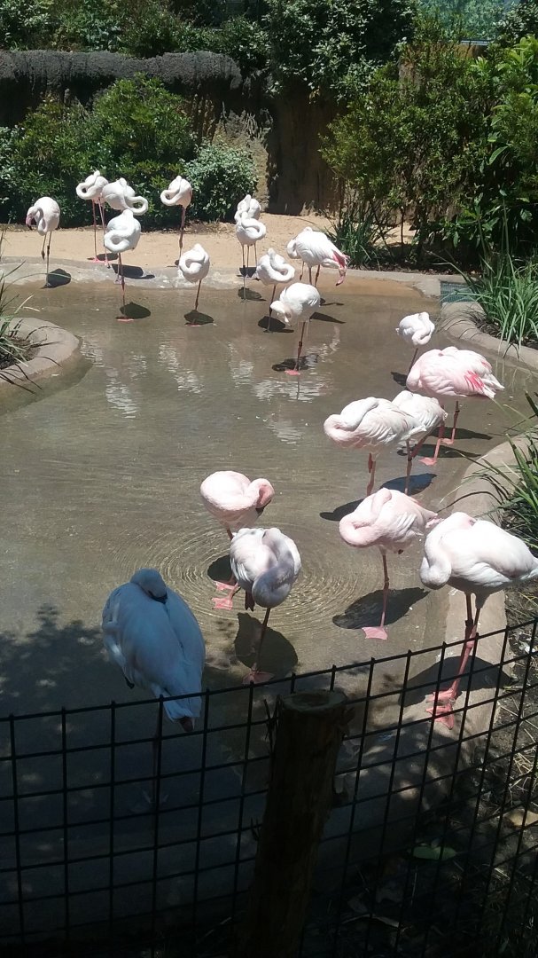Flamingo Pond