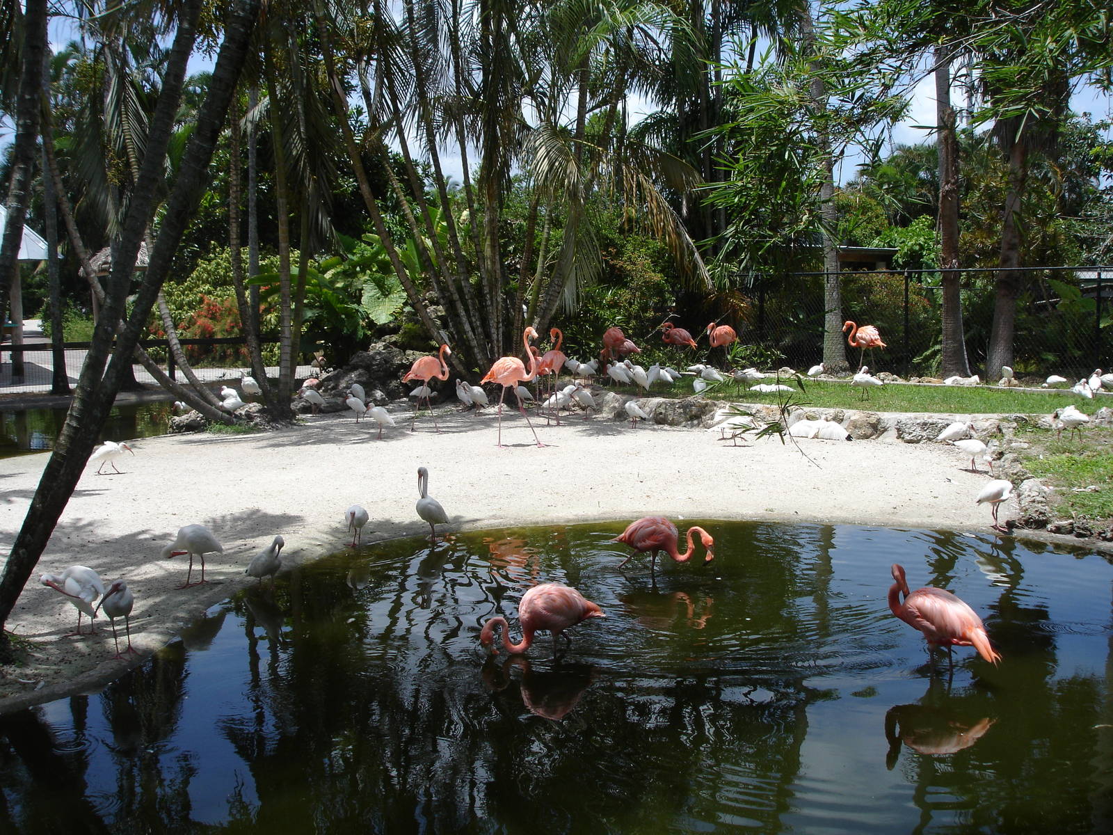Flamingo Pond