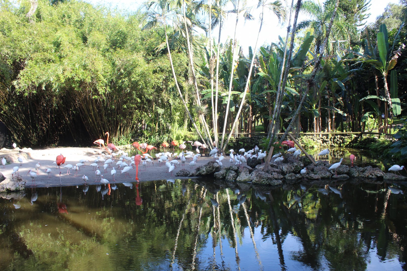 Flamingo Pond