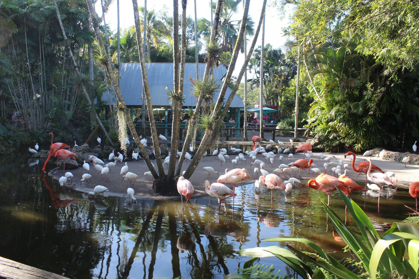 Flamingo Pond
