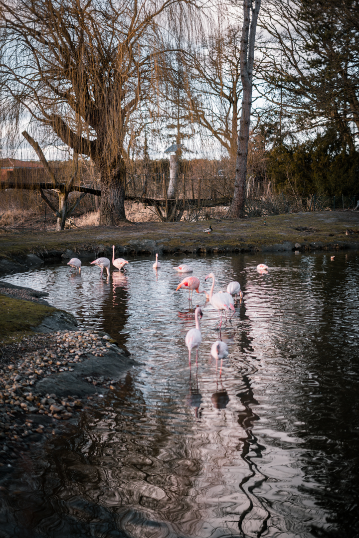 Flamingo pond