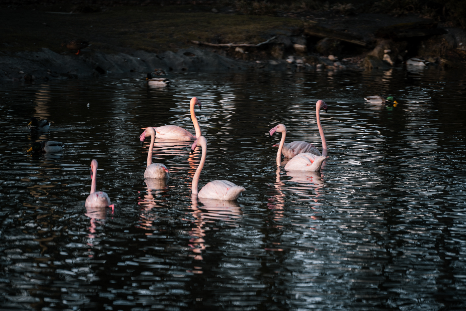 Flamingo pond