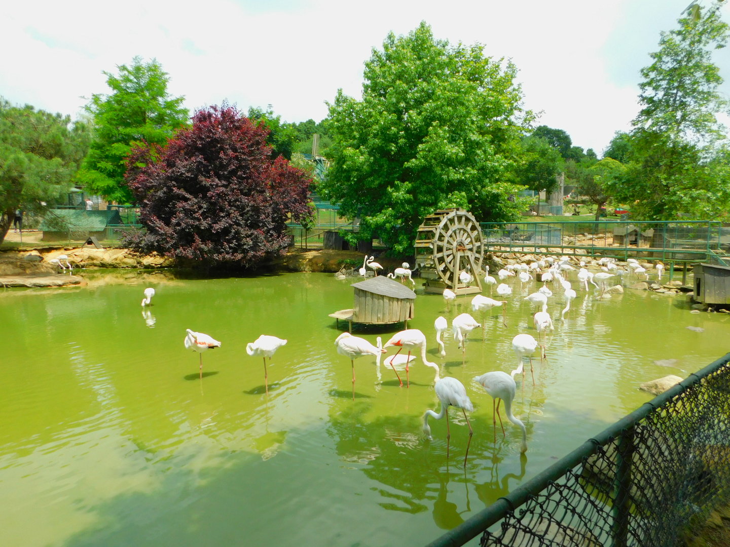 Flamingo Pond