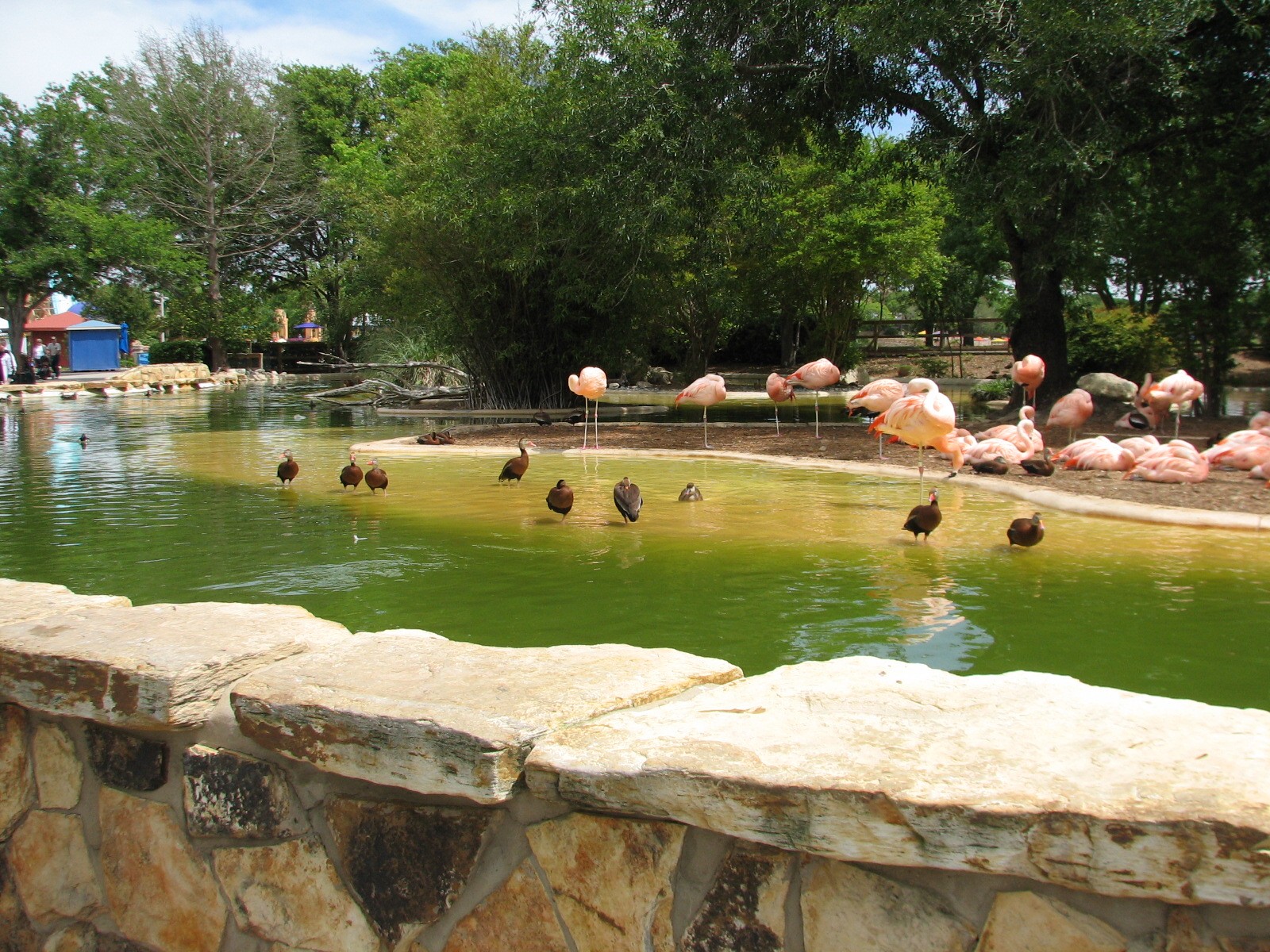 Flamingo Pond