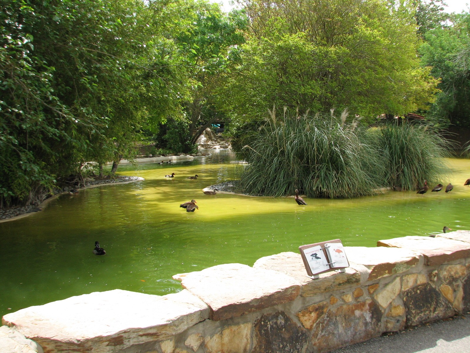 Flamingo Pond