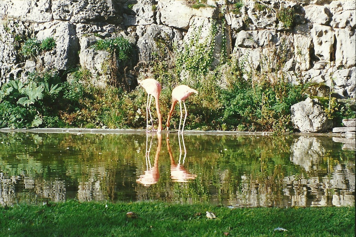 Flamingo pool 28th October 1995