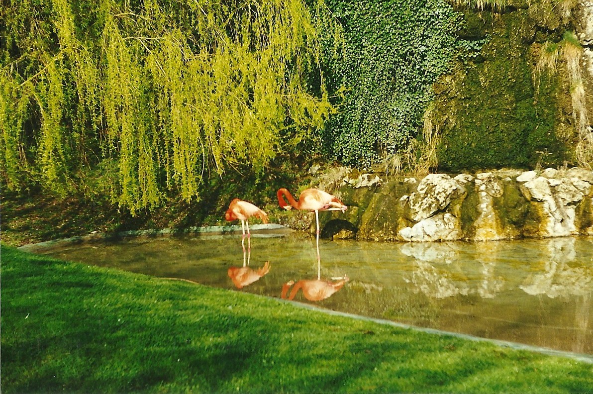 Flamingo Pool 2nd April 1999