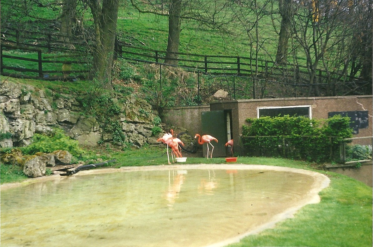 Flamingo Pool 2nd April 1999