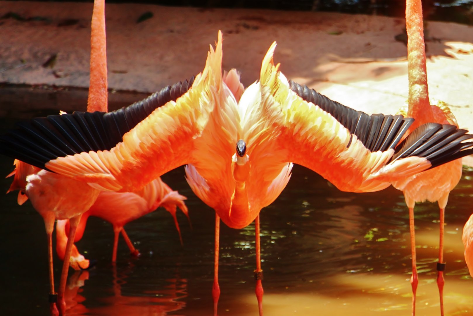 Flamingo Pool - American Flamingo