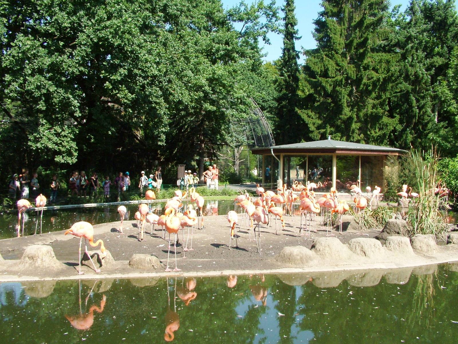 Flamingo Pool at Dresden, 29/08/12