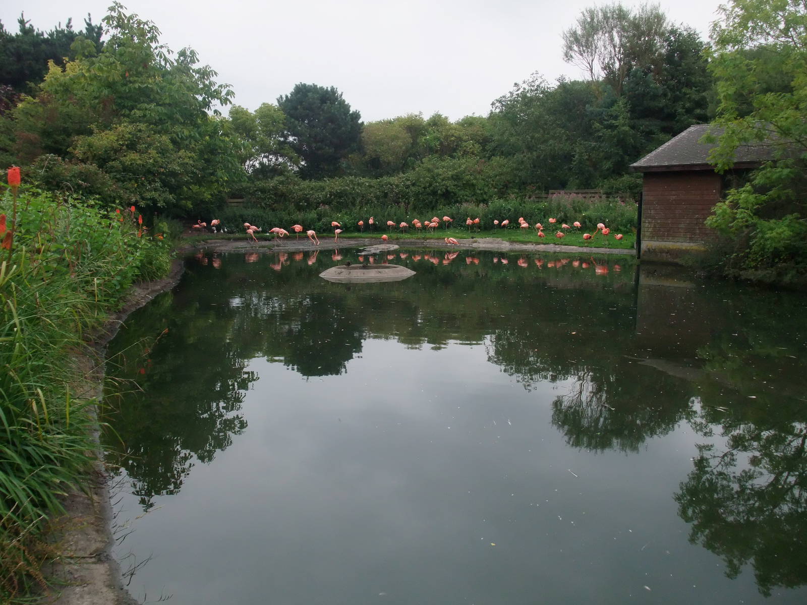 Flamingo Pool at Llanelli WWT, 31/07/11